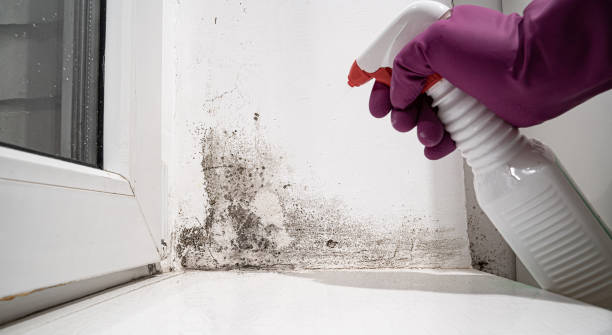 Best Ceiling water damage repair  in Manning, SC